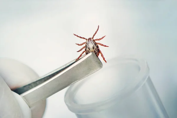 Een Gevaarlijk Bloedzuigend Insect Kleine Bruine Gevlekte Mijt Biologische Naam — Stockfoto