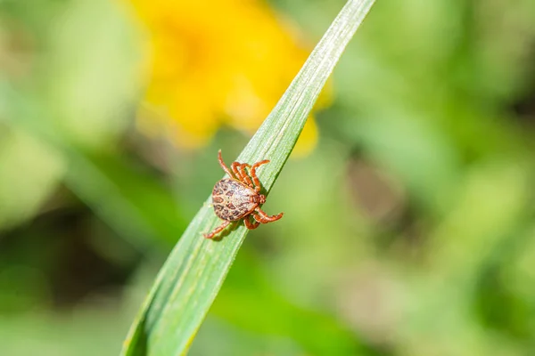 Клещ Траве Акарус Зеленой Траве Dermacentor Marginatus Dermacentor Reticulatus — стоковое фото