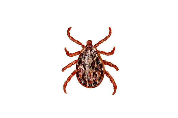 Tick isolated over white background. Tick is the common name for the small arachnids in superfamily Ixodoidea that, along with other mites, constitute the Acarina. Dermacentor reticulatus