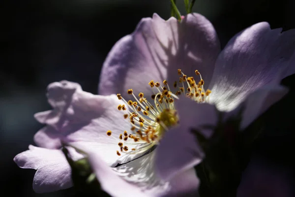 Flower of dog rose (Rosa canina) - macro — Stock Photo, Image