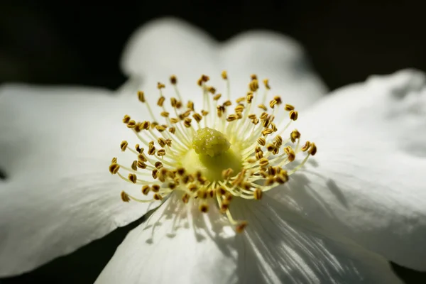 White dog-rose close-up. — Stock Photo, Image