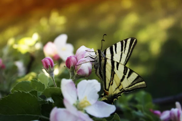 Primo piano di farfalla su melo di fiore bianco-rosa — Foto Stock