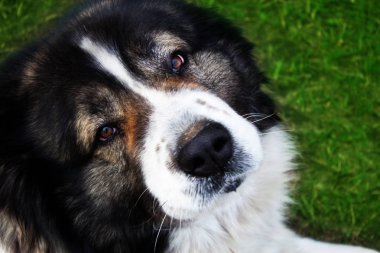 Yetişkin Kafkas çoban köpeği. Kabarık Kafkas çoban köpeği yeşil çim üzerinde yalan