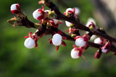 Çiçeği ağaç doğa arka plan üzerinde. Bahar çiçekleri. Bahar geri