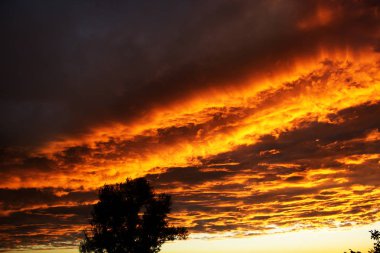 Dramatik bulutlar üzerinde çıplak bir treel gün batımında çok güzel bir renk açmak
