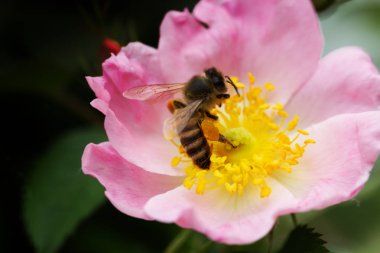 Pembe çiçek çiçek arıya