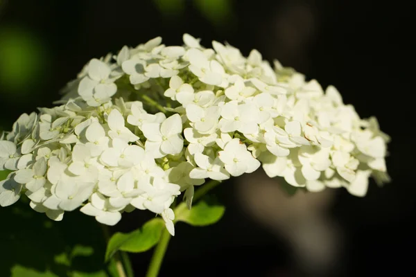 Shrub with white lush flowers - hydrangea. To park, garden. — Stock Photo, Image