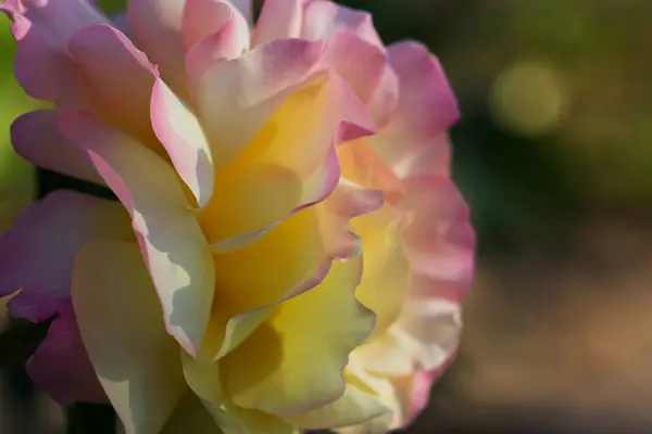 Macro de rosa bicolor rosa-amarillo floreciendo — Foto de Stock