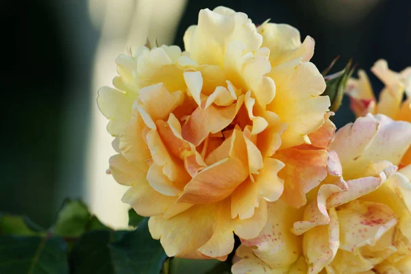 Detailní pohled na krásné žluté růže — Stock fotografie