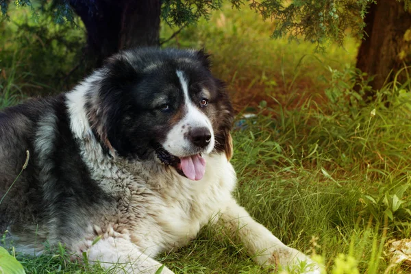 成人的高加索牧羊犬。蓬松的高加索牧羊犬躺在绿色的草地上 — 图库照片