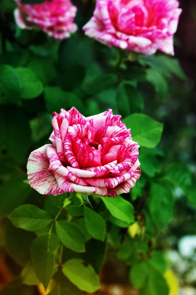 Makro úžasných bicolor růžová bílá růže kvetoucí. — Stock fotografie