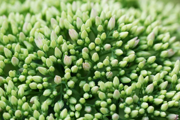 Zbliżenie małe jesienne kwiaty. Rozchodnik prominentnych (Sedum spectabile) — Zdjęcie stockowe