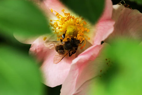 Bee on a flower of a pink flower — Stock Photo, Image