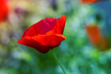 Yeşil otlar alan kırmızı poppy. Haşhaş çiçekleri. Kadar haşhaş hea kapatın