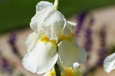 Beyaz Iris çiçeği