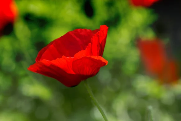 Rode papaver op groene onkruid veld. Klaproos bloemen. Close-up van poppy hea — Stockfoto