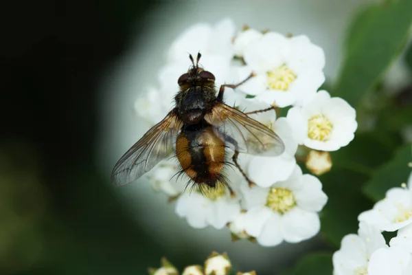 Beyaz çiçek besleme bal arısı (API) makro — Stok fotoğraf