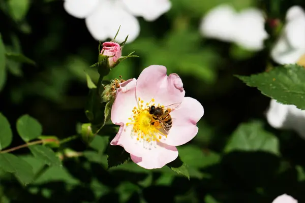 Biene auf einer Blume einer rosa Blume — Stockfoto