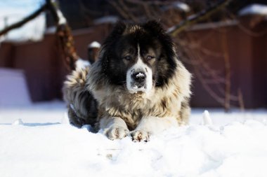 Çoban köpeği dışında bir soğuk kış gününde yalan söylüyor 