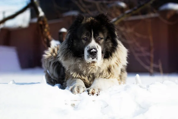 Herder ligt buiten op een koude winterdag — Stockfoto