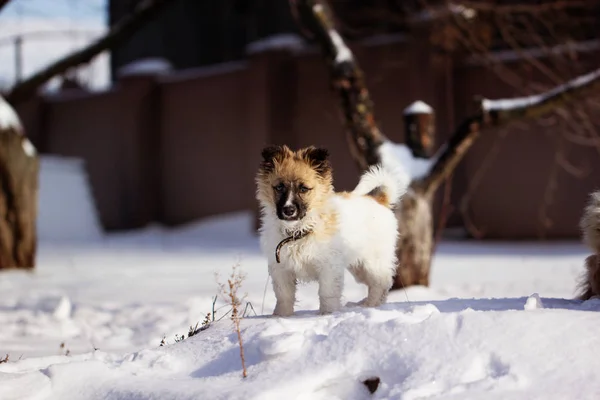 冬時間を見て雪の中で子犬 — ストック写真