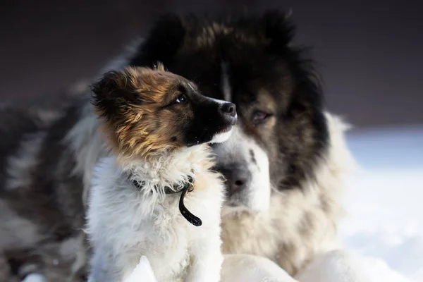 冬の大人犬の背景に子犬 — ストック写真