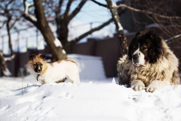 大人の犬と冬時間の子犬 — ストック写真