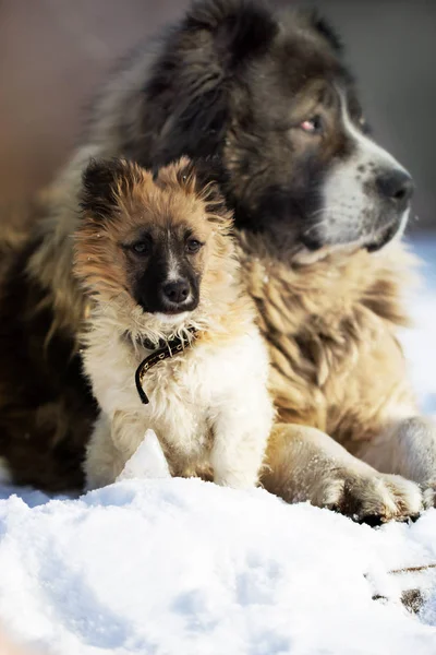 冬の大人犬の背景に子犬 — ストック写真