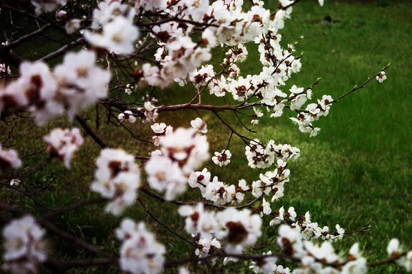 Frühlingsgarten der blühenden Aprikosen. — Stockfoto