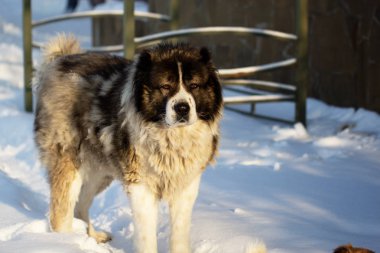 Kafkas çoban köpeği dışında bir gün ışığı kış gününde