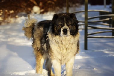 Kafkas çoban köpeği dışında bir gün ışığı kış gününde