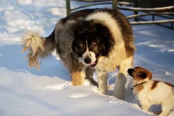 大人の犬と冬時間の子犬 — ストック写真