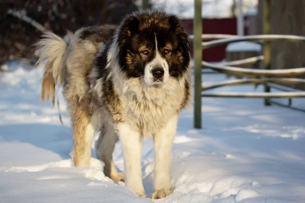 Caucásico pastor perro fuera en un sol invierno día —  Fotos de Stock