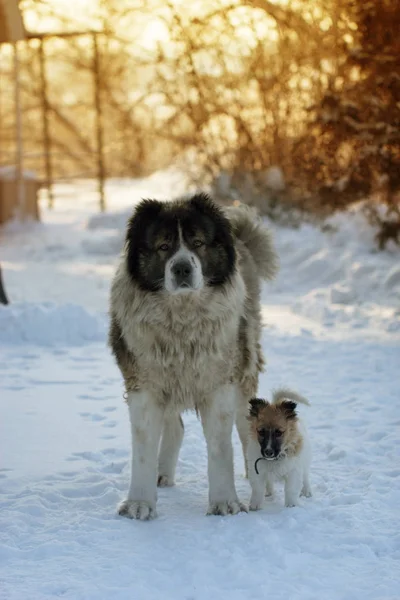 大人の犬と冬時間の子犬 — ストック写真