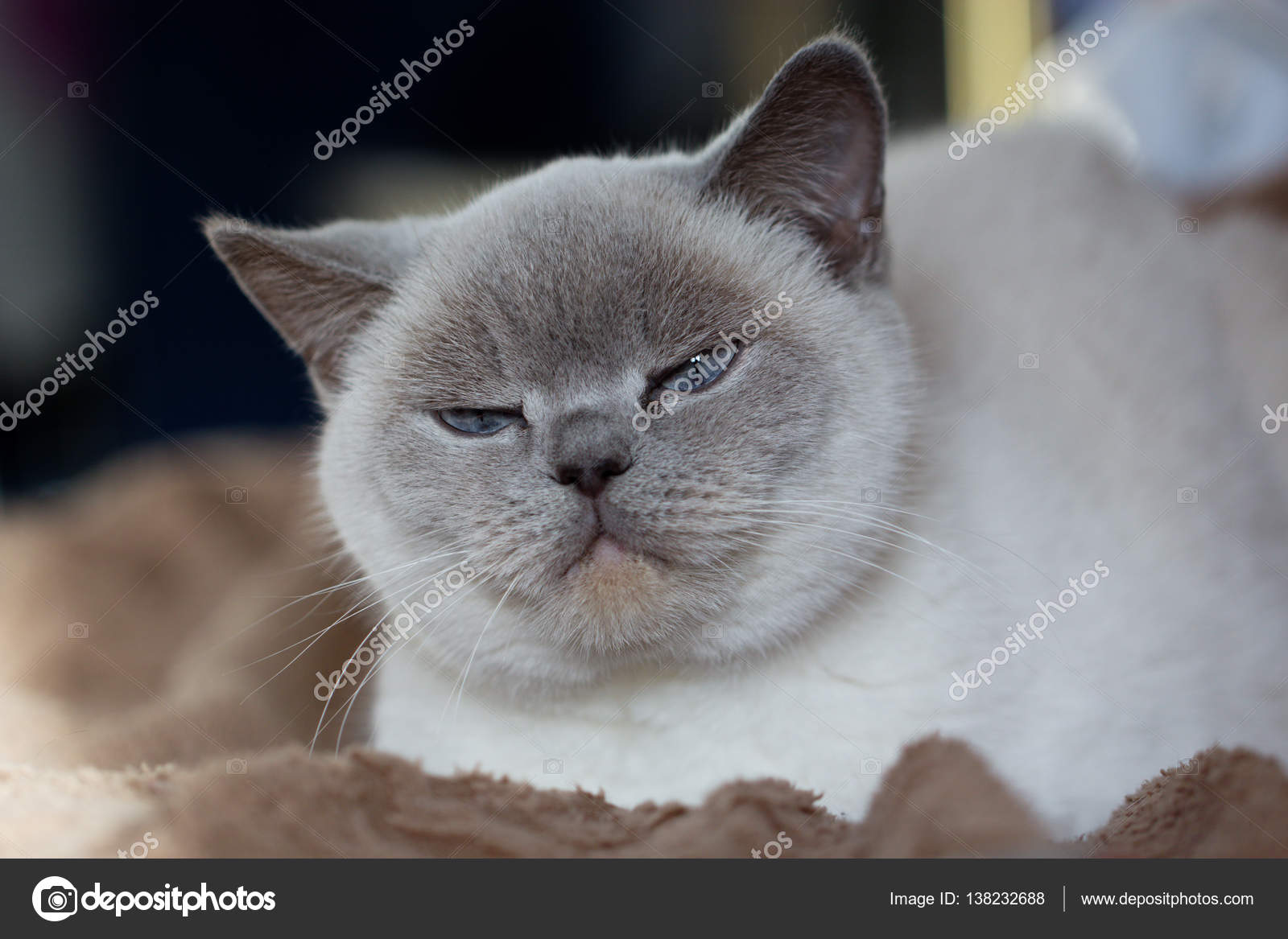 British White Cat With Blue Eyes Stock Photo C Kate Ovcharenko