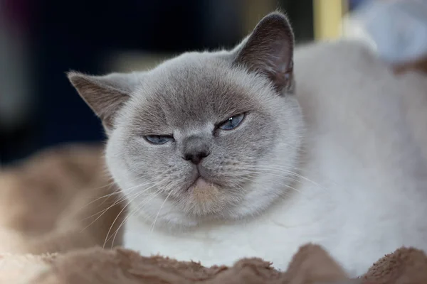 Британський білий кіт з блакитними очима — стокове фото