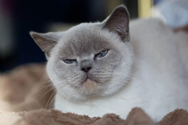 Gato blanco británico con ojos azules — Foto de Stock