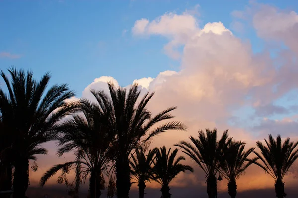 Palmiers contre le ciel au coucher du soleil — Photo