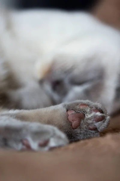 Closeup shot of the cat's paw — Stock Photo, Image