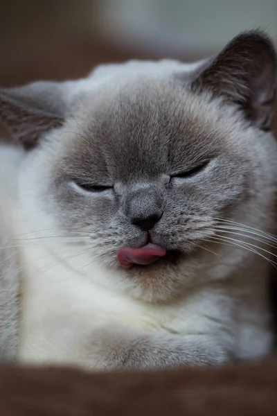 Katze mit herausgestreckter Zunge — Stockfoto