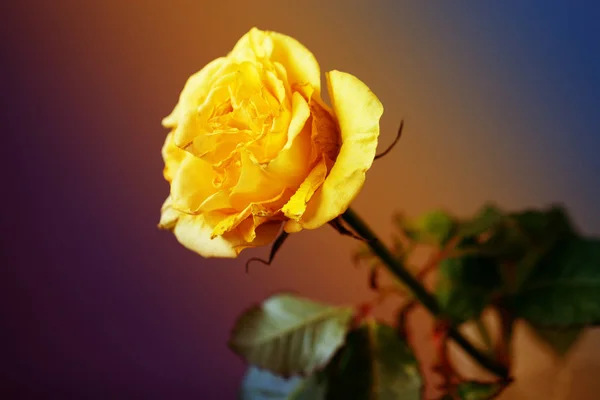 Close up of yellow rose — Stock Photo, Image