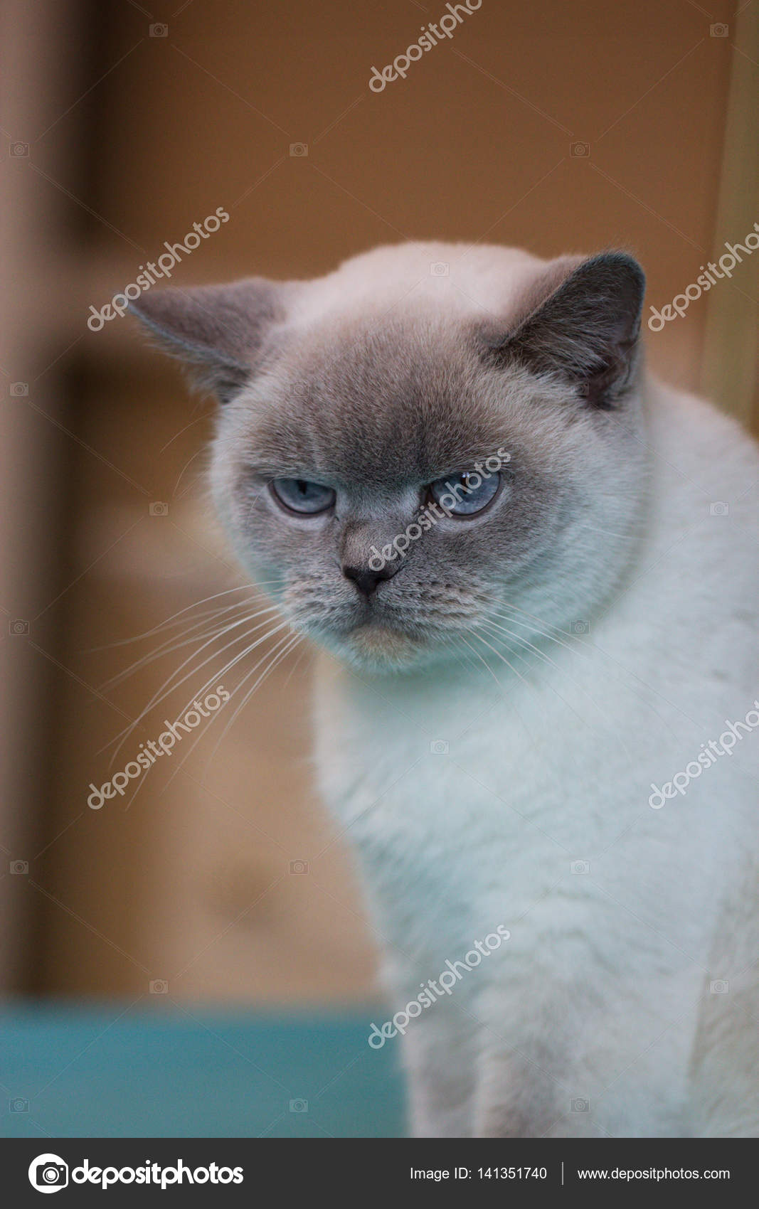 British White Cat With Blue Eyes Stock Photo Image By C Kate Ovcharenko British White Cat With Blue Eyes Stock Photo Image By C Kate Ovcharenko