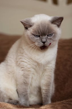 İngiliz kedi (renk mavi nokta)