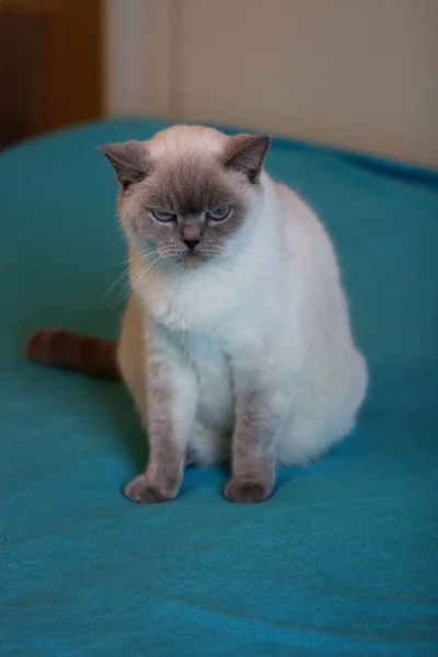 Britská bílá kočka s modrýma očima — Stock fotografie
