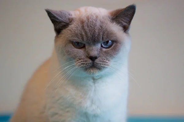 蓝眼睛的英国白色猫 — 图库照片