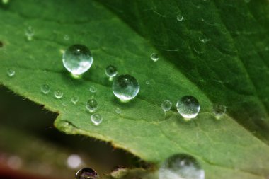yeşil yaprak çiy ile portre bırakır. Doğa arka plan