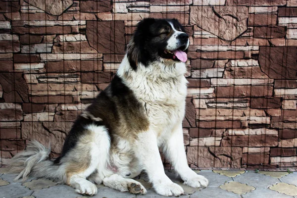 白人シェパード、大規模な警備犬. — ストック写真