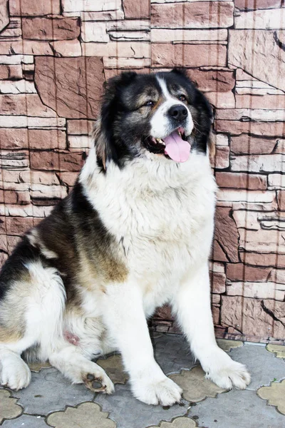 Pastor caucasiano, um grande cão de guarda . — Fotografia de Stock