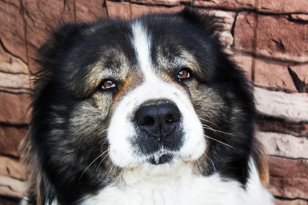 Caucasian Shepherd, a large guard dog. — Stock Photo, Image