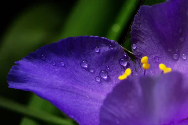 Violet (violet) fleurs de printemps avec des gouttes d'eau — Photo